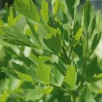 Lovage