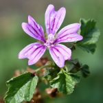 Malva sylvestris seed