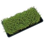 Garland Microgreens Trays