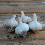 'Morado' Organic Garlic (Autumn Planting) 