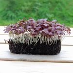 Mustard Red Microgreens