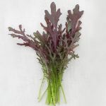 Organic Mustard Rouge Metis Seeds