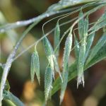 Organic Hulless Oats