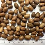 Field Beans