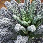 KALE NERO DI TOSCANA