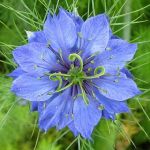 Nigella