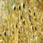 Organic Black Oat Seed Ireland (Avena sativa)
