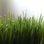 wheatgrass seeds for growing and sprouting
