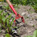 Glaser Oscillating Hoe