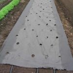 Compostable Paper Mulch