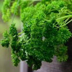 Organic Curly Parsley Seeds