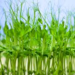 pea shoots to grow at home.
