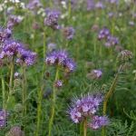 Phacelia Flowering