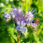 Flowers for bees