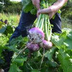 organic turnip