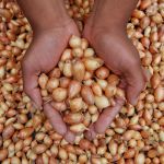 Organic Radar Onions