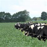 highly digestible fodder