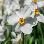pheasants eye daffodil