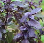organic red basil seeds