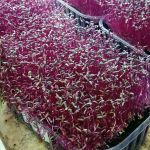 Red Amaranth Seed for Microgreens