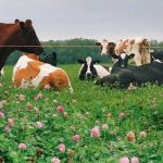Red Clover Silage Organic