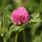 Red Clover Silage