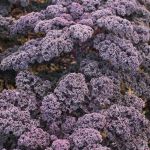 Organic Kale Red Curled
