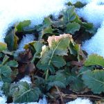 Interval rape/ kale winter feed