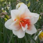 organic spring bulbs