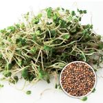 Organic Rocket Microgreen Seed