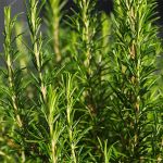 organic rosemary seeds
