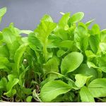 organic ruca seeds