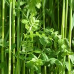 Rye/vetch winter green manure organic seeds.