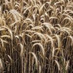 organic rye grain