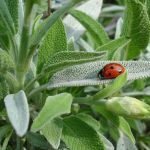 Organic Sage Seeds