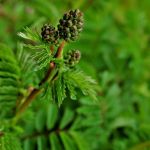 Organic Burnet Seed