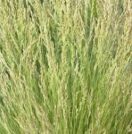 Creeping Red Fescue