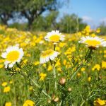 Edible Chrysanthemum 'Shungiku'