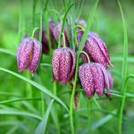 Snakes head fritillaria