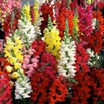 Antirrhinum majus