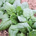 spinach leaves