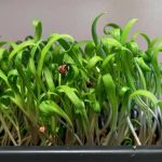 organic spinach microgreen seeds