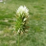 Squarrose Clover Seed