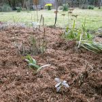 Straw based garden mulch
