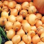 Sturon onion sets