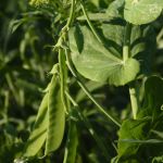 Organic Sugar Snap Peas