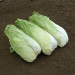 Organic Zuckerhut Sugarloaf Radicchio Seeds