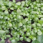 Organic Summer Purslane Seeds