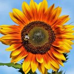 sunflower seeds organic