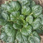 Tatsoi